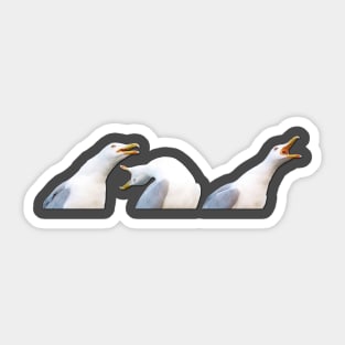 Inhaling Seagull Sticker